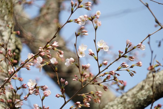 田川市　丸山公園　桜の開花
